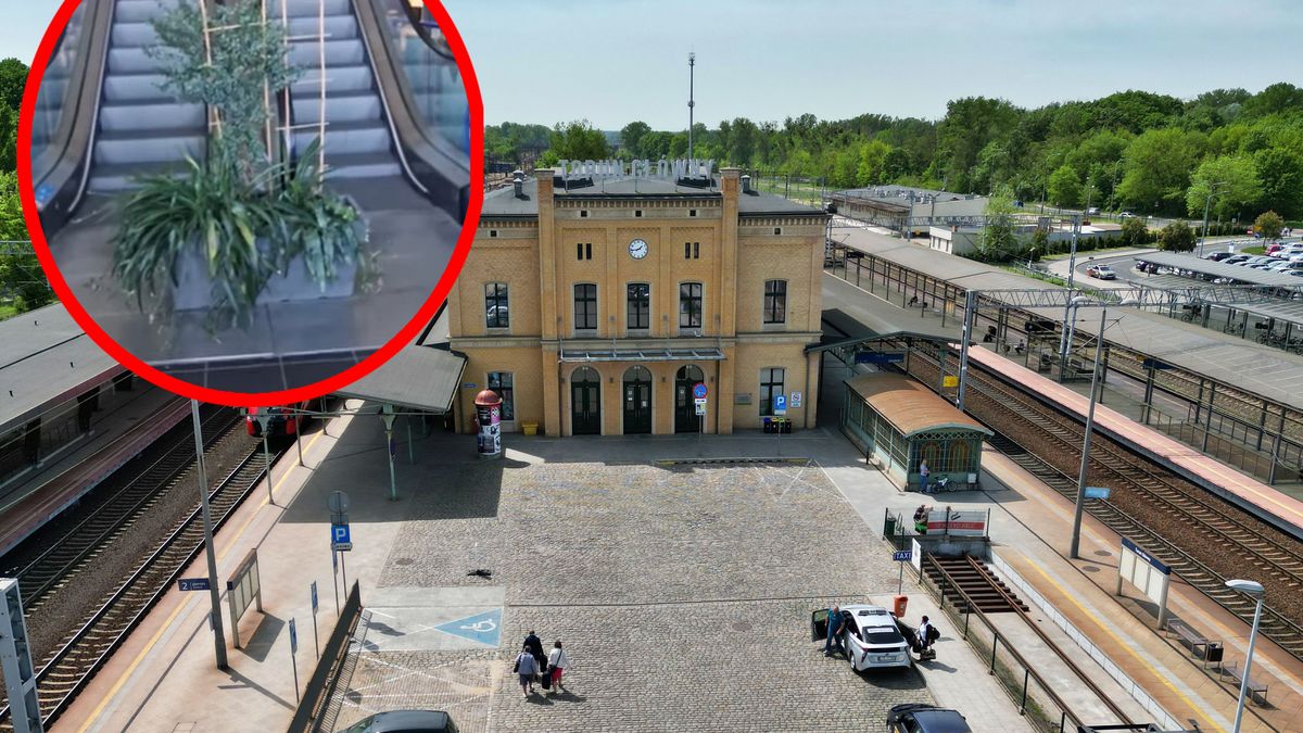 Ruchome schody w Toruniu zastawione są... kwiatami