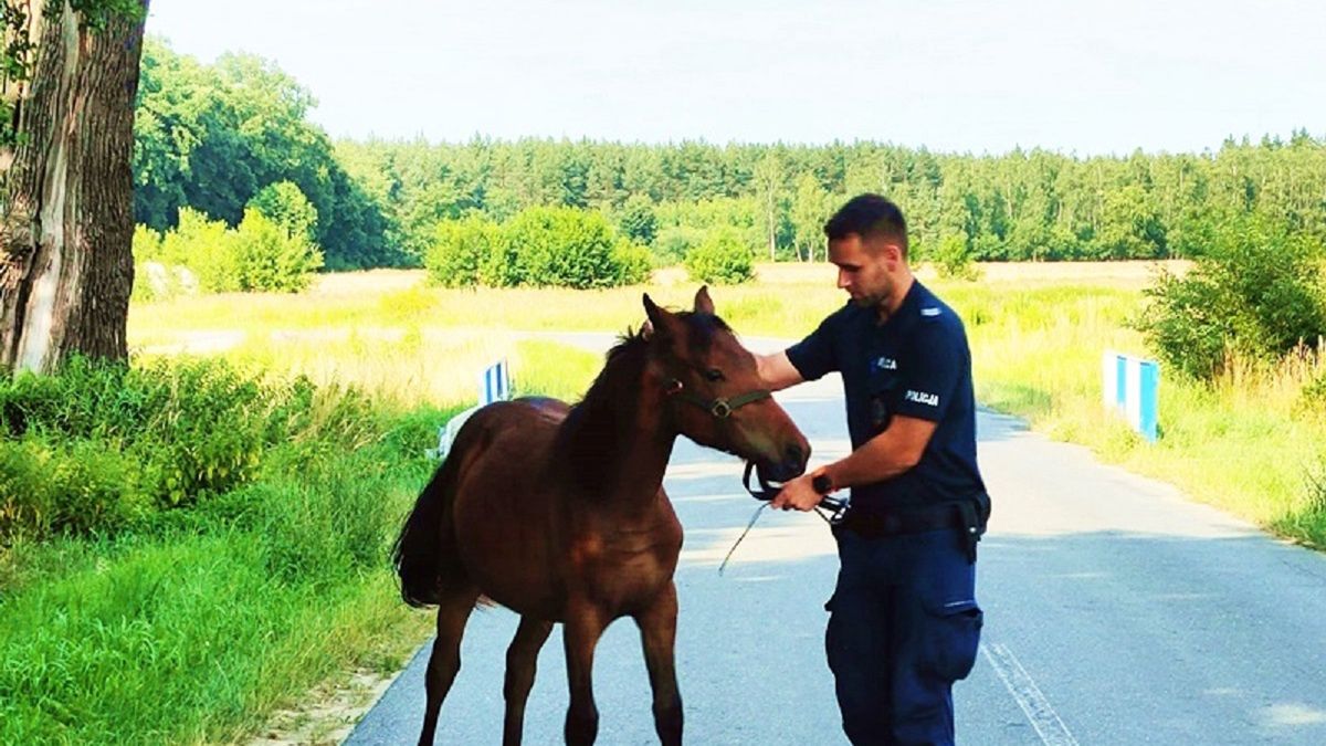 Policjantom z drobną pomocą udało się zabezpieczyć zwierzę
