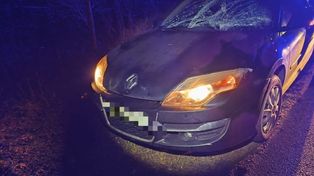 Powiat sochaczewski: Seria kolizji z dzikimi zwierzętami