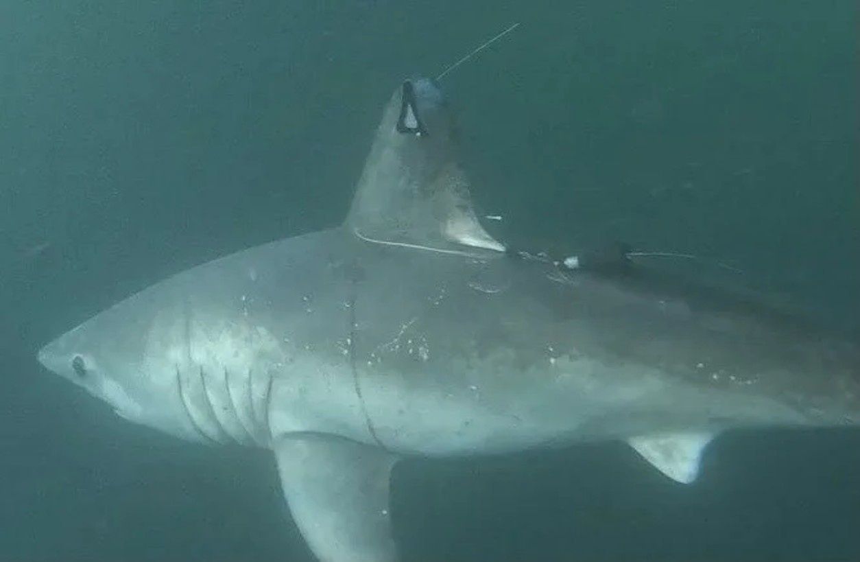 A porbeagle shark with a transmitter for its observation