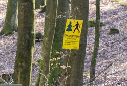 Nieprawidłowości w Nadleśnictwie Elbląg. Oto wyniki kontroli NIK