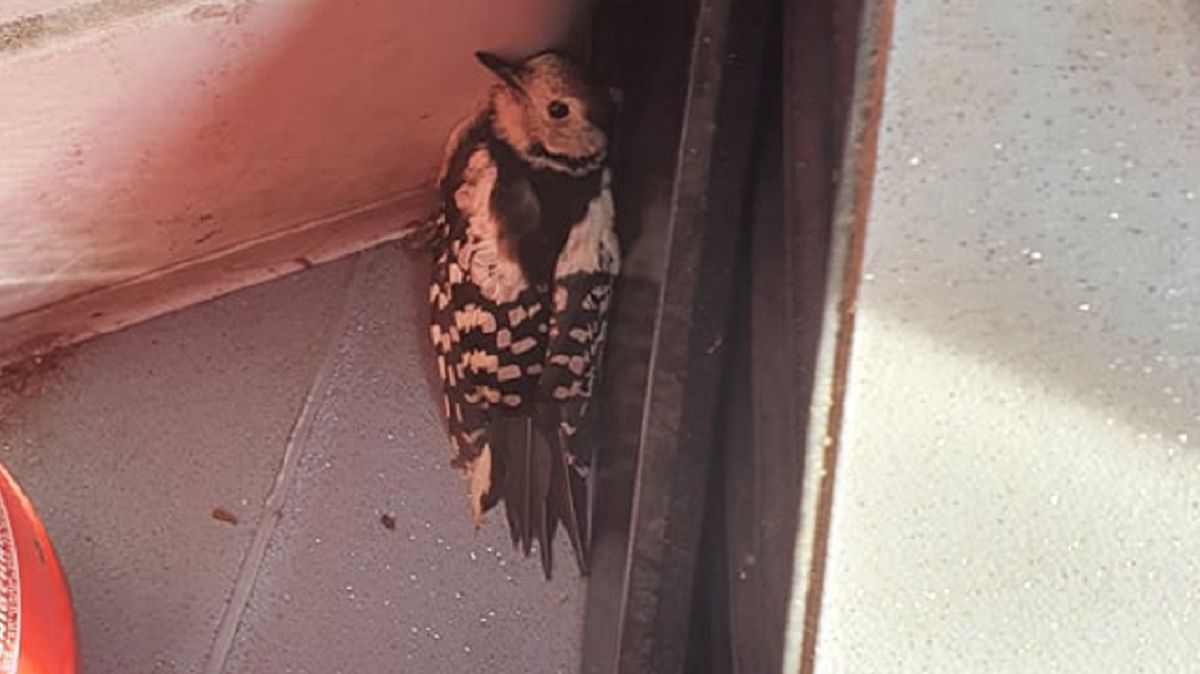 Ptaszka uratowała motornicza