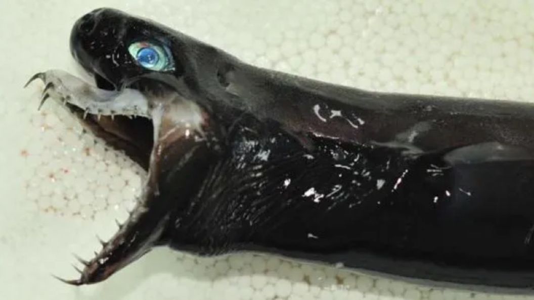 "Przerażająca bestia" rozpaliła wyobraźnię internautów