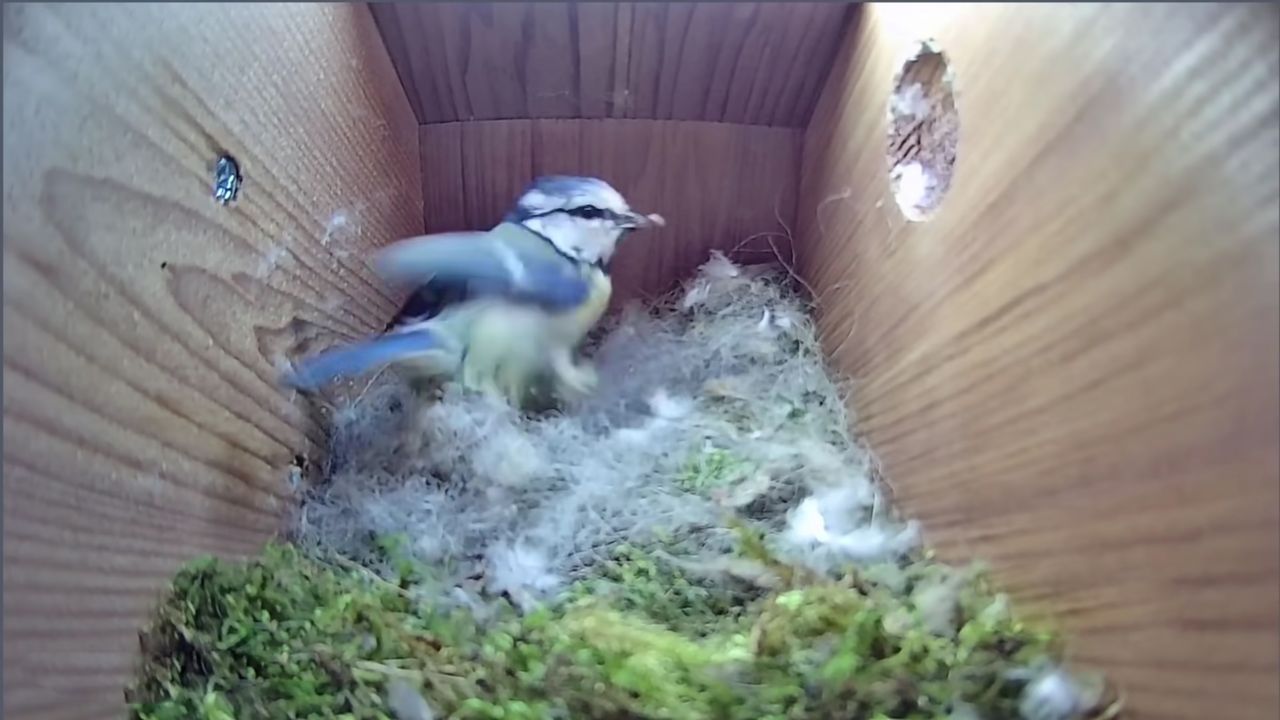 Ukryta kamera pokazała, jak sikorka buduje gniazdo od podstaw. Coś pięknego