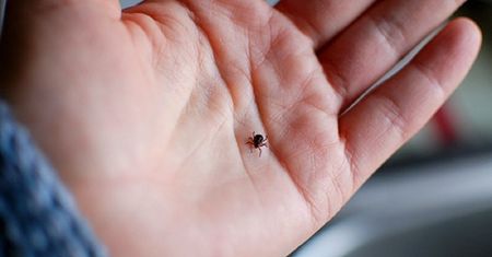 Jak rozpoznać boreliozę stawową? Oto 4 objawy, które świadczą o zakażeniu