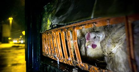 Andrew Skowron pokazuje okrucieństwo wobec zwierząt. Jego zdjęcia wywołują płacz [18+]