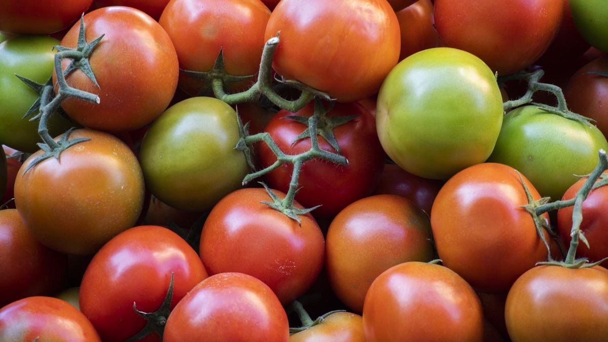 Czy wolno jeść niedojrzałe pomidory?