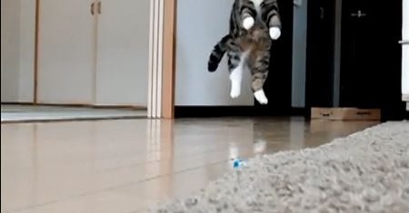 Puchaty kocur w slow-motion nakręcony... kompaktem [wideo]