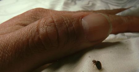 Pluskwy nie znoszą tych zapachów. Będą trzymać się daleko od twojego łóżka