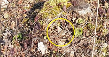 Leśnicy apelują do Polaków. To zdjęcie wykonano pod Wrocławiem