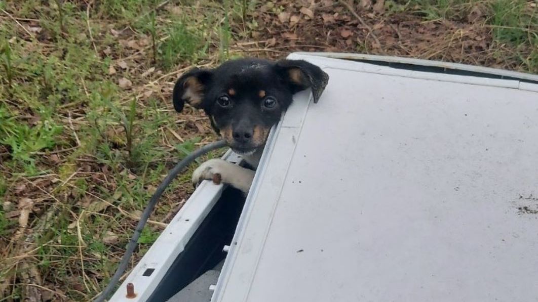 Pies został zamknięty w pralce 