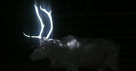 Malowali poroża reniferów. Nagle przestali. Dlaczego?