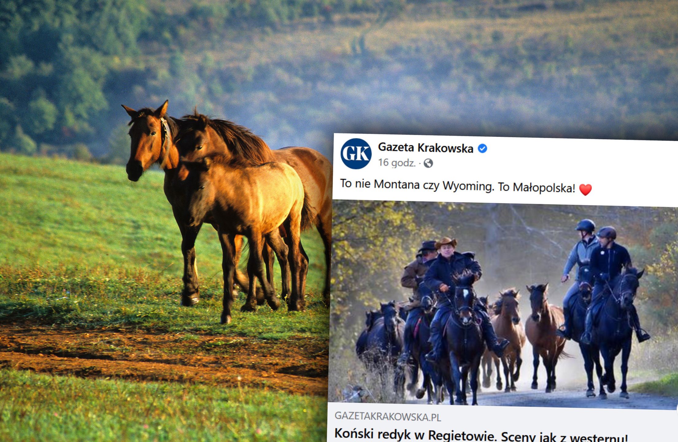 Koński redyk zachwycił widzów. "Sceny jak z westernu" (zdjęcie ilustracyjne)