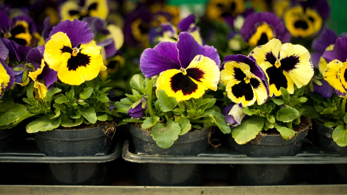 Czego nie sadzić obok bratków?