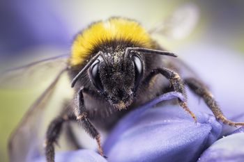 Zaskakująca zdolność trzmieli. Opanowały kod Morse'a