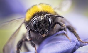 Zaskakująca zdolność trzmieli. Opanowały kod Morse'a