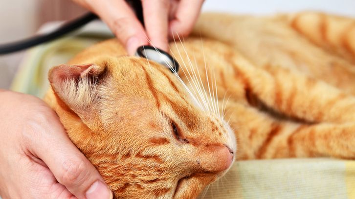 Tajemnicza choroba dziesiątkuje koty w Niemczech. Takie daje objawy