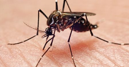 Znaleźli skuteczny sposób na komary. Metoda jest drastyczna