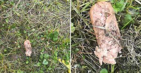 Uwaga na zwierzęta! Parówki z trucizną porozrzucane na trawniku