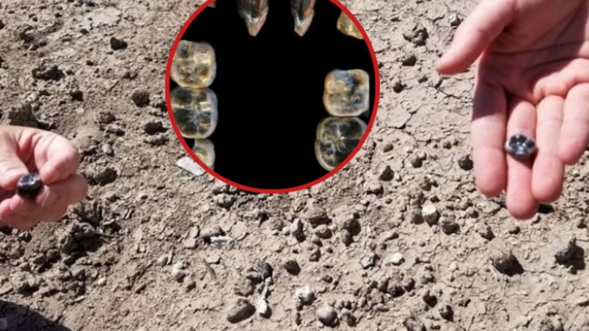 Archeolodzy zęby nowego gatunku australopiteka