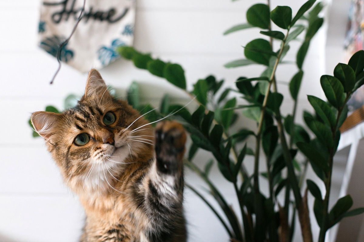 Katzen tollen oft abends herum. Wissenschaftler erklären dieses Phänomen.