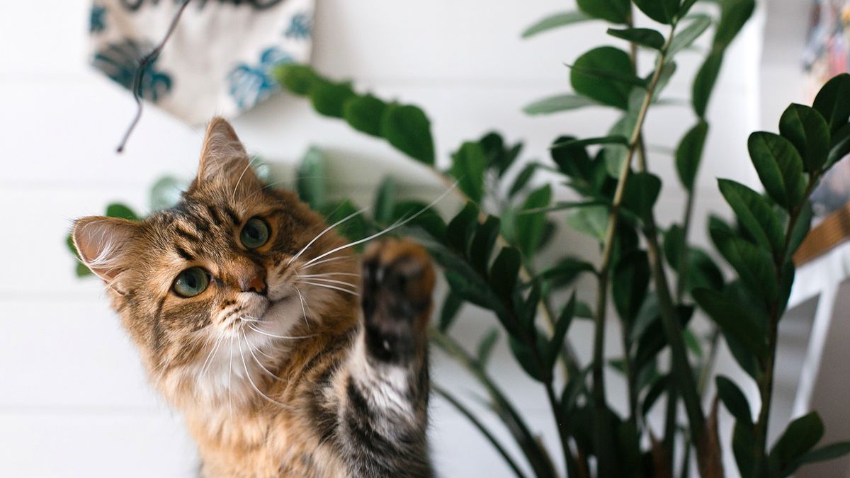 kot, kwiat doniczkowy