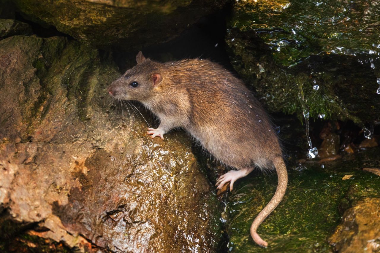 Ratten