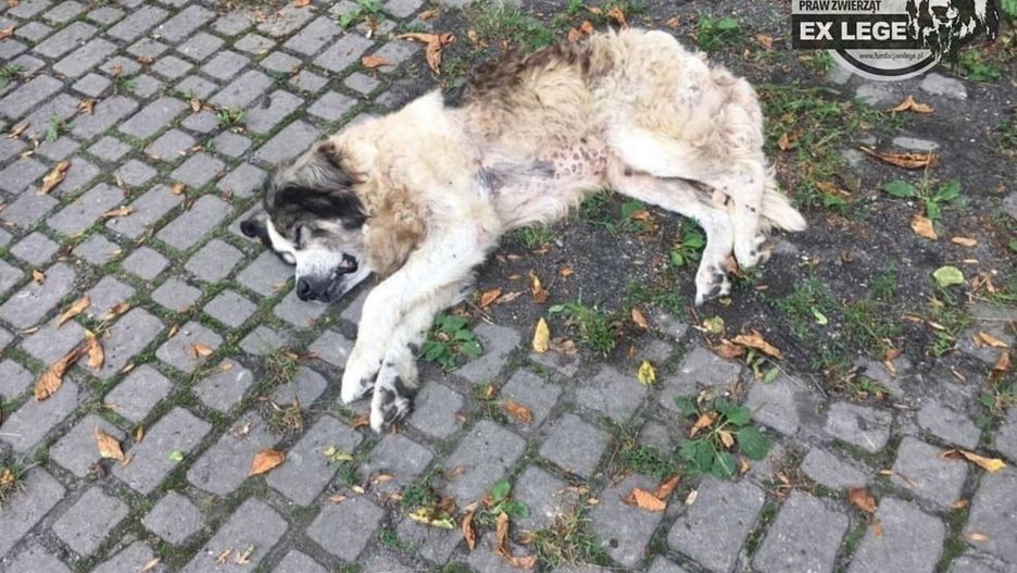 Lubelskie. Ksiądz skazany za znęcanie się nad psem (Fundacja Ex Lege)