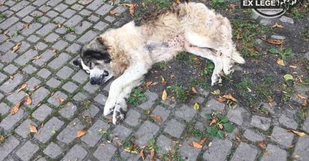 Lubelskie. Ksiądz skazany za znęcanie się nad psem