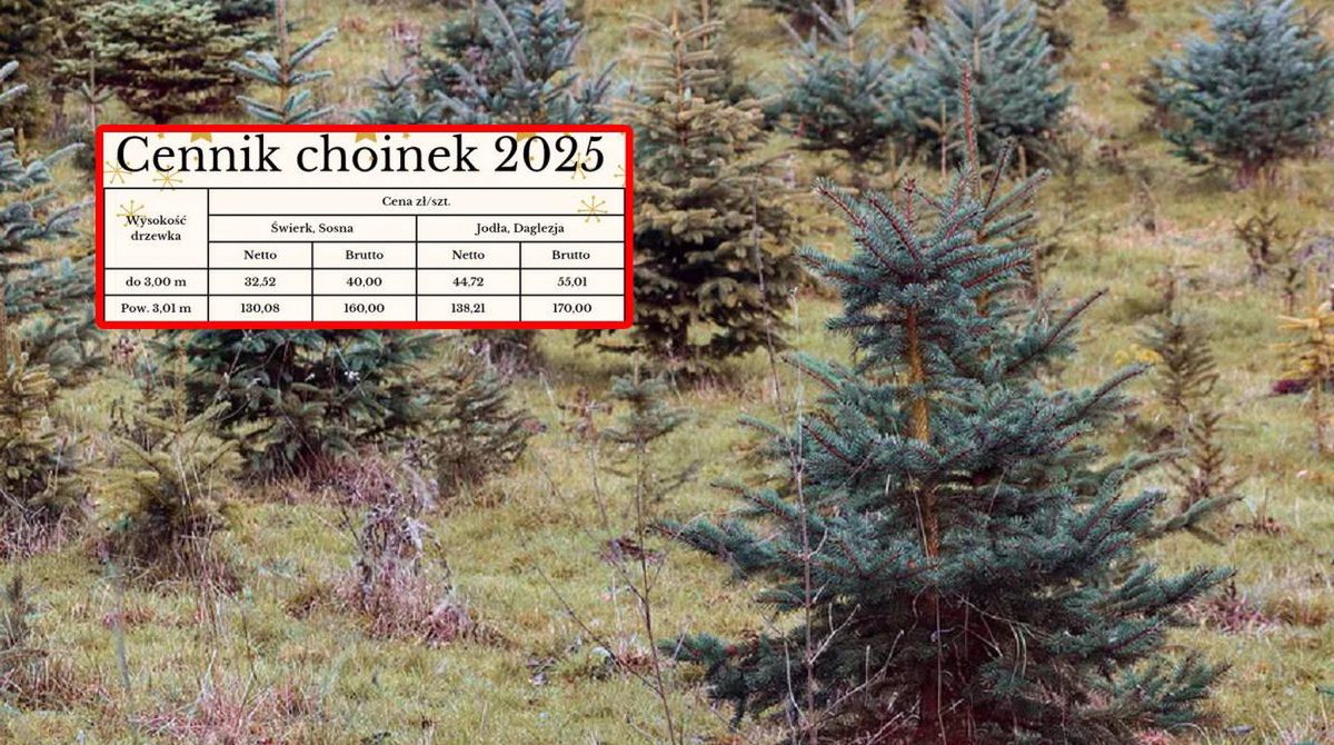 Rusza sprzedaż choinek. Są już pierwsze ceny
