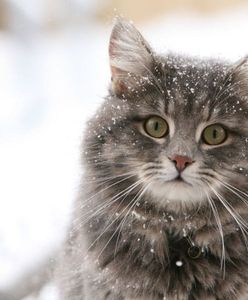 Bez naszej pomocy koty mogą nie przetrwać zimy