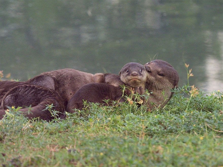 Najzabawniejsze zwierzęta świata powracają. Ci fotografowie mieli szczęście 6