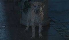 Marzenie o przygarnięciu niesfornego psa w reklamie Allegro.pl (wideo)