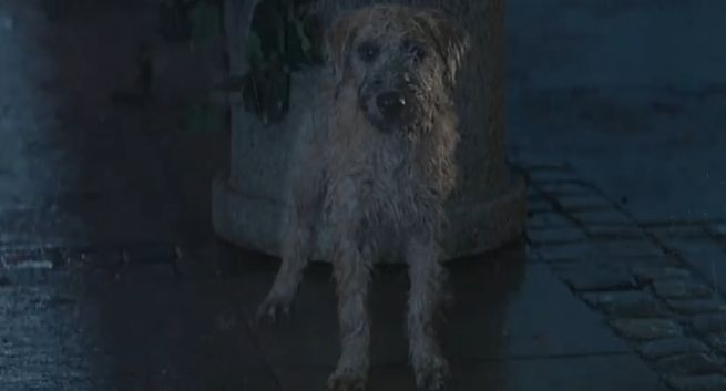 Marzenie o przygarnięciu niesfornego psa w reklamie Allegro.pl (wideo)