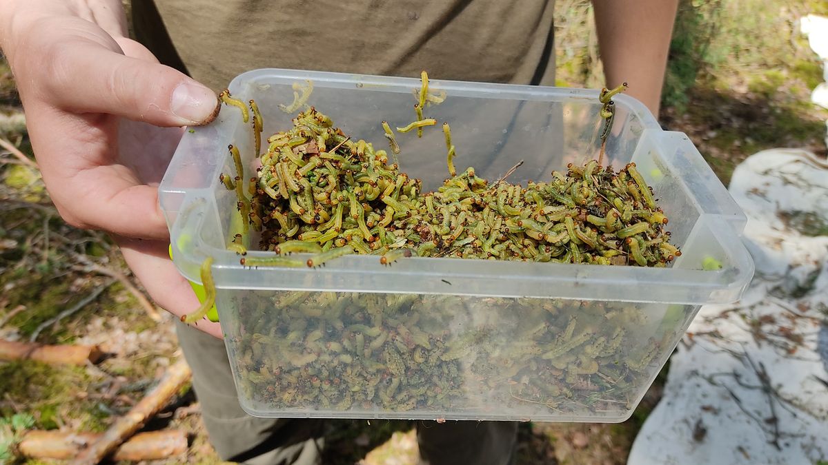 Po ścięciu kilku drzew okazało się, że w koronach drzew zaczęły rozwijać się gąsienice, które masowo pożerały sosnowe igły. 