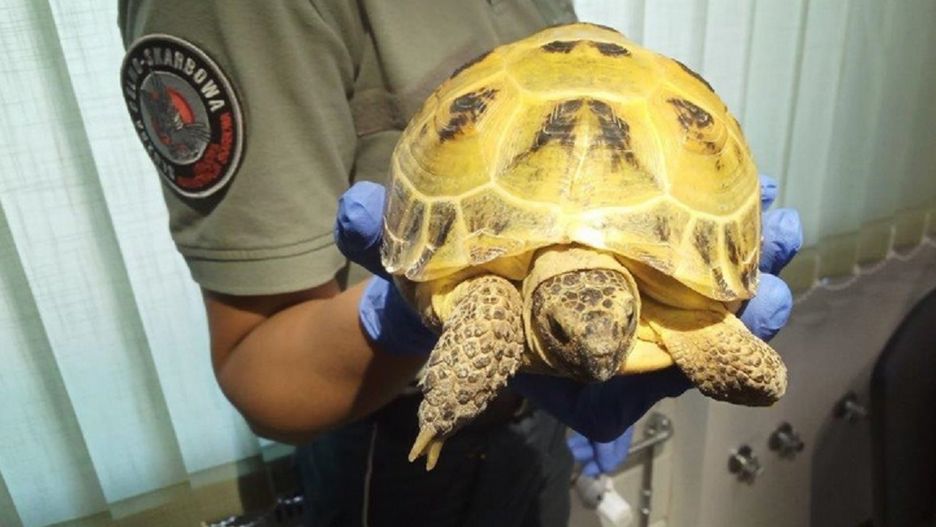 Nietypowe zatrzymanie na granicy z Ukrainą. "Przewoził go na siedzeniu"