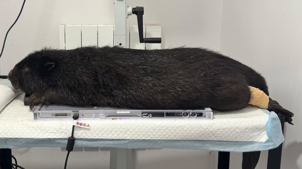 22-kilogramowy bóbr leżał bez ruchu. Ratownicy ruszyli na pomoc