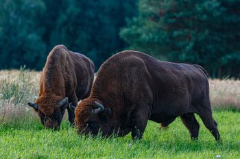 Dobre wieści z Lasów Janowskich. Stado żubrów znów się powiększyło