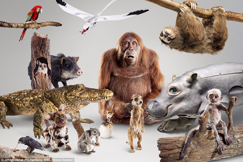 BBC stworzyło robozwierzaki z kamerami, by podglądać życie dzikich stworzeń