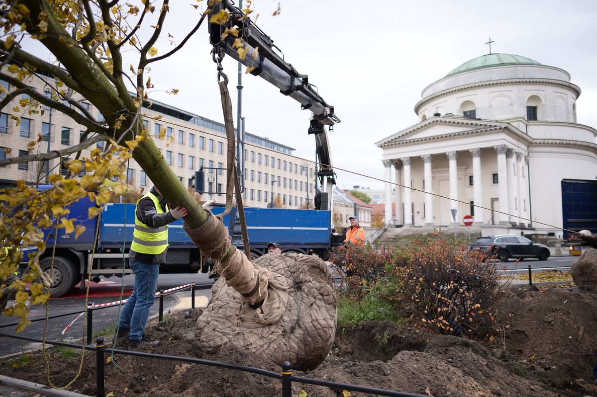 Na placu Trzech Krzyży pracownicy firmy, która wygrała przetarg, sadzą 24 duże drzewa