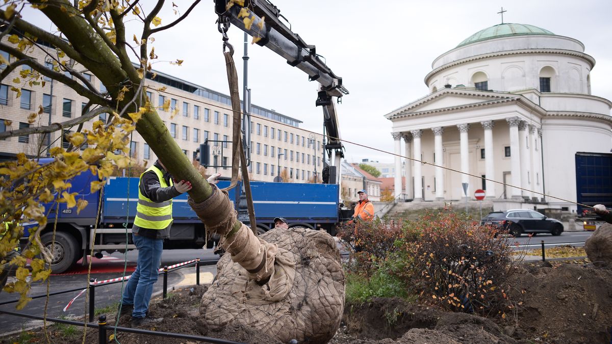 Sadzenie drzew
Marcin Obara
drzewo, plac Trzech Krzy�y, po remoncie, Sadzenie drzew, drzewa, nasadzenia, plac, wyremontowany