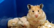 Koronawirus: Badania na chomikach pozwoliły ocenić skuteczność noszenia masek