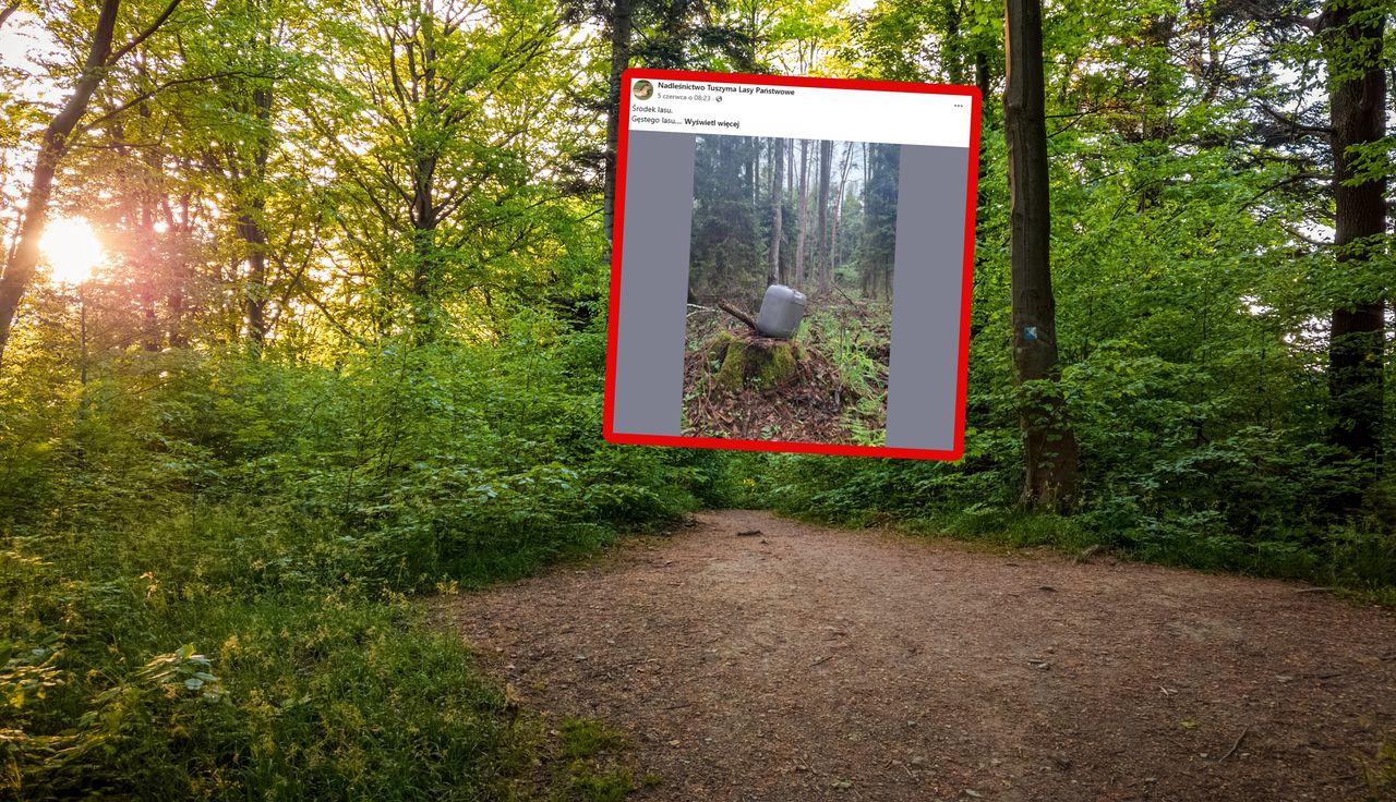 "Środek lasu". Ręce opadają do ziemi. Leśnicy pokazali w sieci