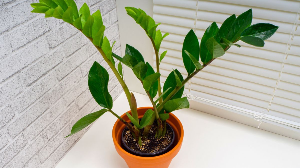 Te triki pokocha twój zamiokulkas 