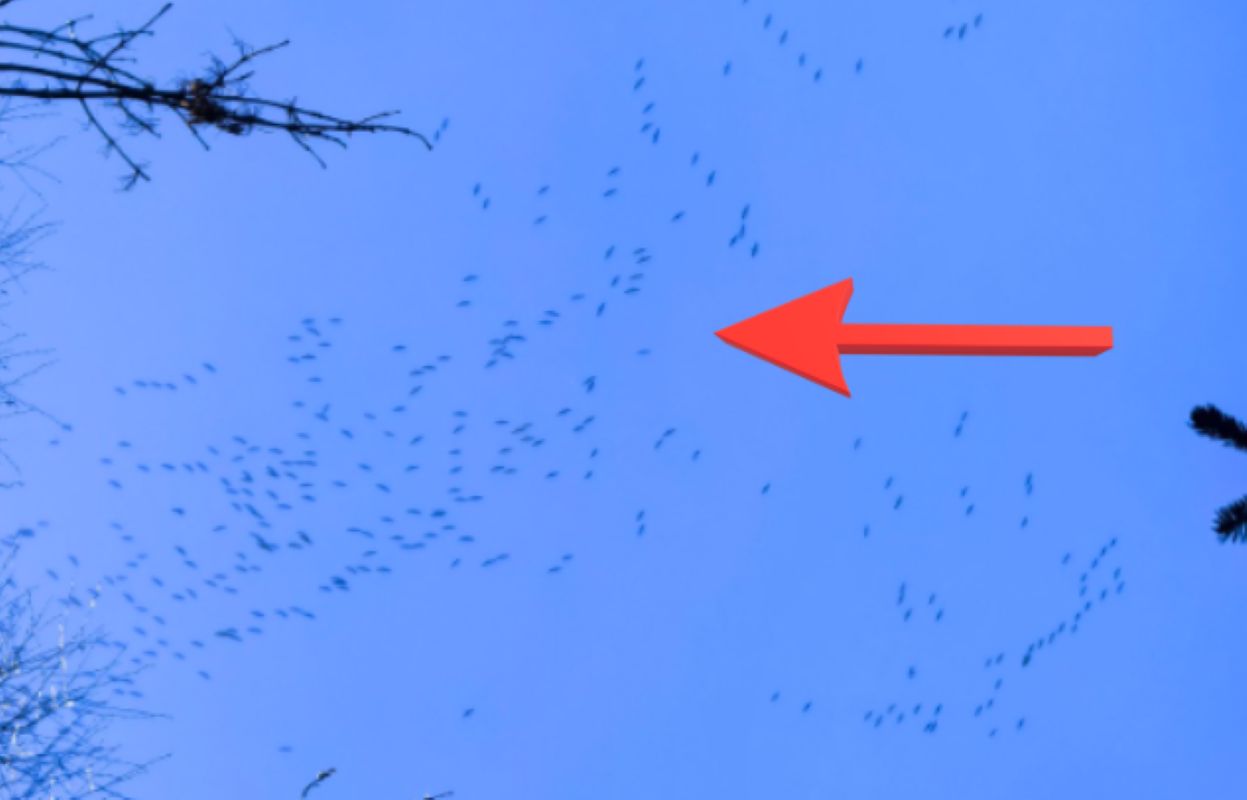 Zobaczyli je nad Bieszczadami. Od razu chwycili za aparat