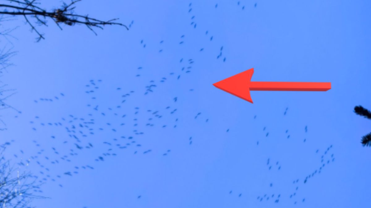 Tysiące lecących na północ żurawi