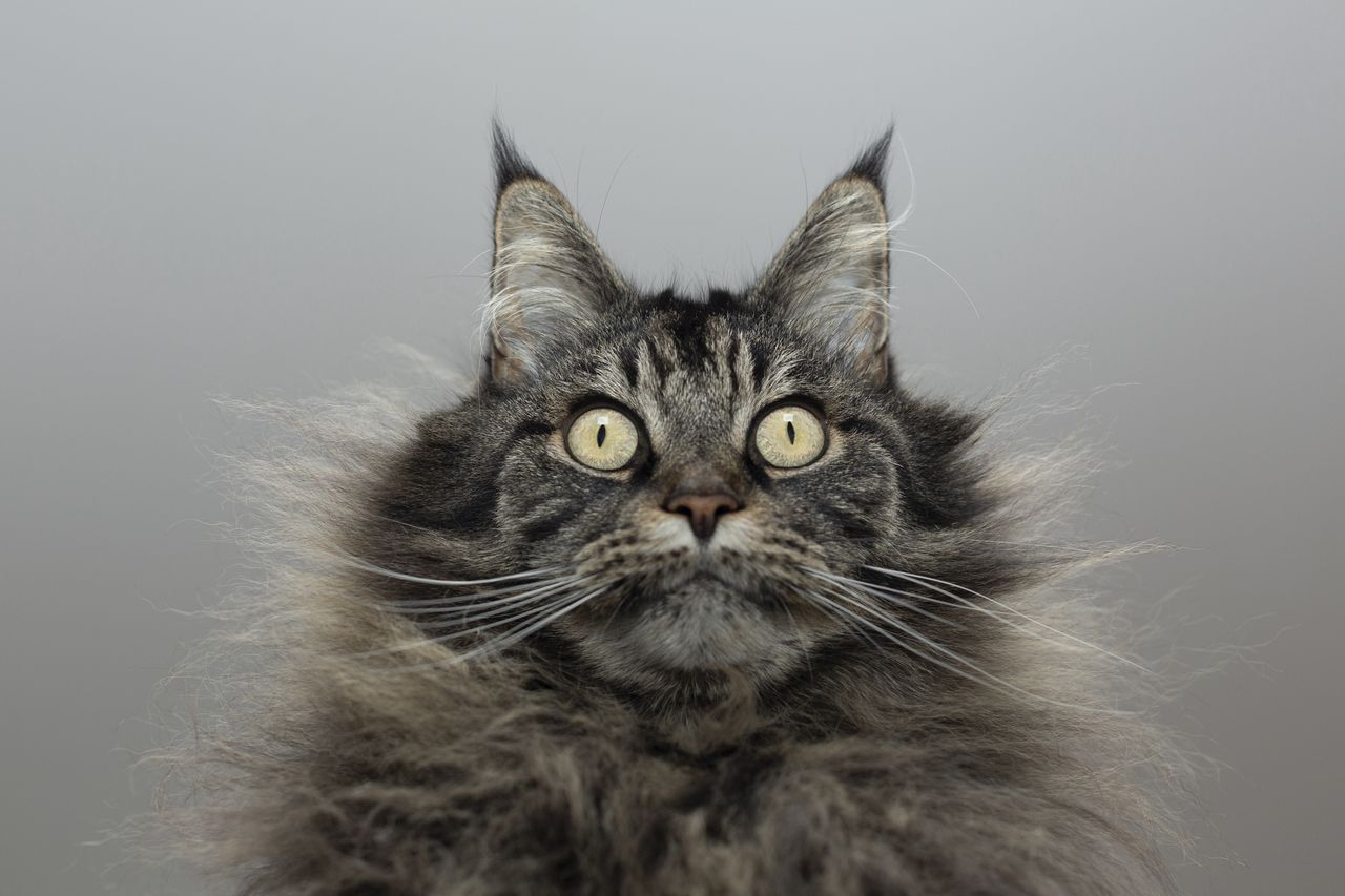 Skąd wzięły się koty domowe? Stare kości i nowe DNA zmieniają historię