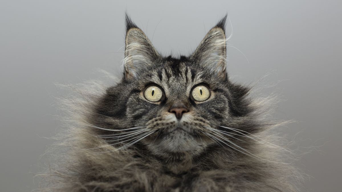 Skąd wzięły się koty domowe? Starożytne DNA zmienia ich historię