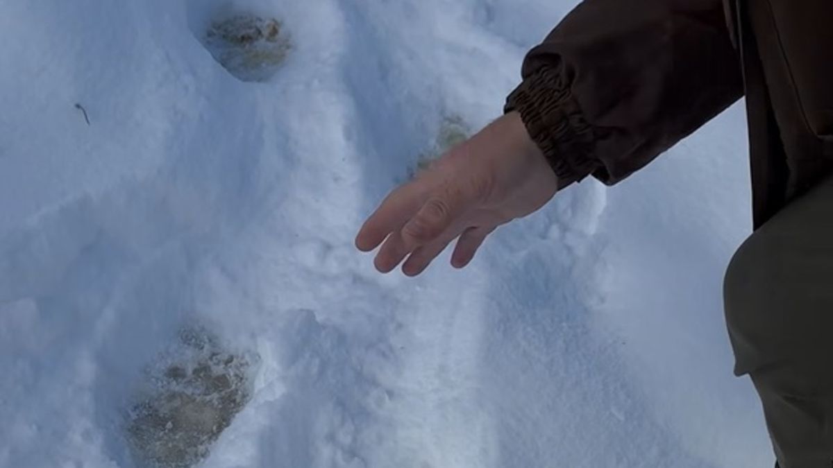 Leśnik ostrzega przed niedźwiedziami