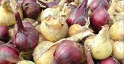 Polska wydała 155 mln zł na cebulę. Skąd pochodzi?